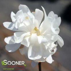 CENTENNIAL BLUSH™ STAR MAGNOLIA 6 CENTENNIAL BLUSH™ STAR MAGNOLIA -plant sale shop DETA2 2849
