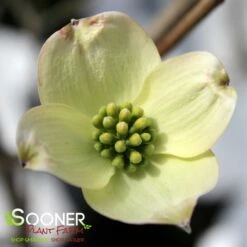 JEAN'S APPALACHIAN SNOW DOGWOOD -plant sale shop DETA2 2978