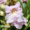 PARADISE DESERT WILLOW -plant sale shop DETA2 3027