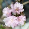 HIGAN WEEPING DOUBLE FLOWERING CHERRY -plant sale shop DETA2 3060