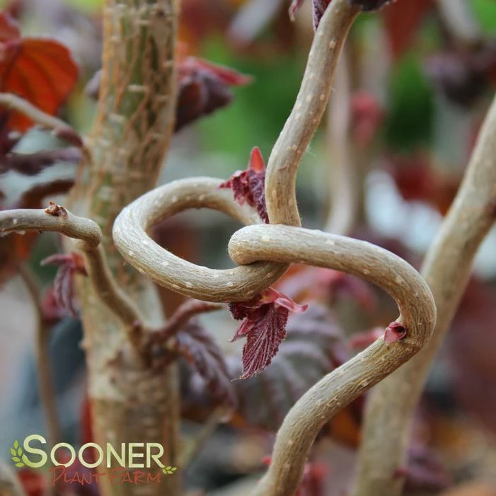 RED DRAGON CONTORTED FILBERT 3 RED DRAGON CONTORTED FILBERT - Image 2