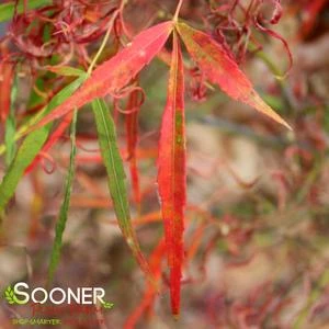 KOTO NO ITO UPRIGHT JAPANESE MAPLE 4 KOTO NO ITO UPRIGHT JAPANESE MAPLE - Image 2