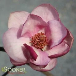 New Products -plant sale shop DETA2 3122