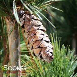 SILVER WHISPERS™ SWISS STONE PINE -plant sale shop DETA2 3248
