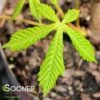 BRIOTII RED HORSE CHESTNUT -plant sale shop DETA2 3300