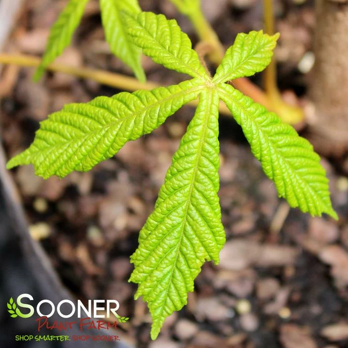 BRIOTII RED HORSE CHESTNUT 3 BRIOTII RED HORSE CHESTNUT