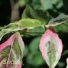 VARIEGATED STELLAR PINK™ DOGWOOD -plant sale shop DETA2 3303