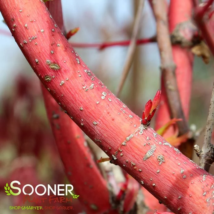 BENI KAWA CORAL BARK UPRIGHT JAPANESE MAPLE 3 BENI KAWA CORAL BARK UPRIGHT JAPANESE MAPLE