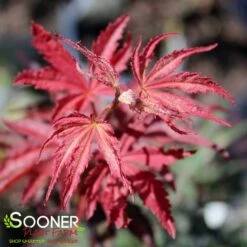 SUMINAGASHI UPRIGHT JAPANESE MAPLE -plant sale shop DETA2 3679