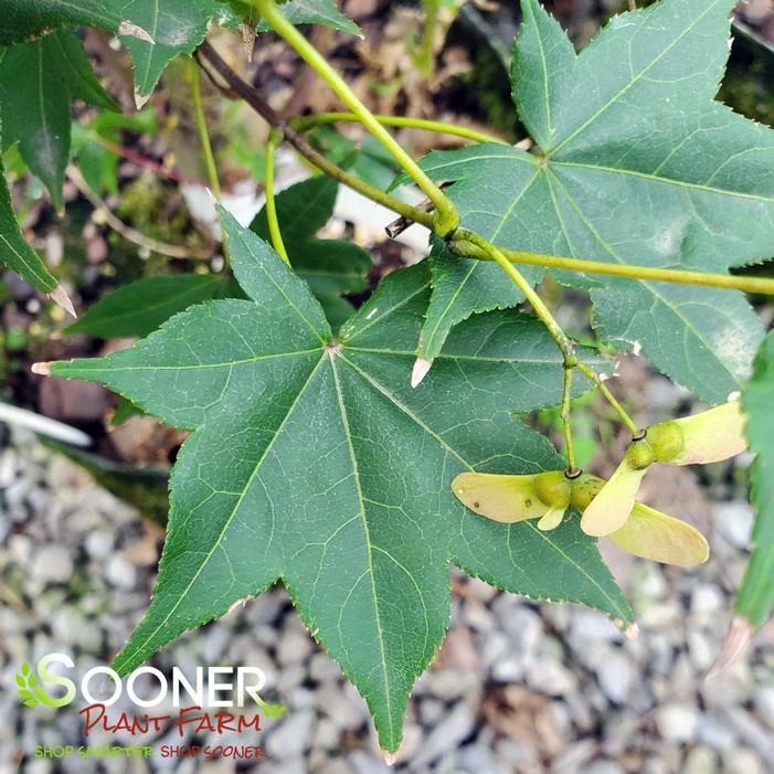 SATSUKI BENI UPRIGHT JAPANESE MAPLE 4 SATSUKI BENI UPRIGHT JAPANESE MAPLE - Image 2