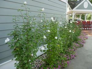 WHITE PILLAR® ALTHEA 3 WHITE PILLAR® ALTHEA