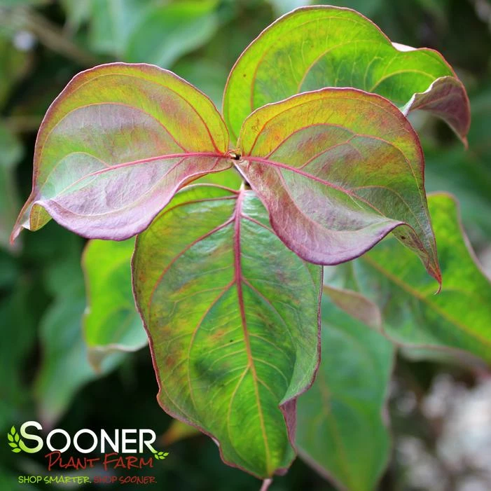 SCARLET FIRE™ KOUSA DOGWOOD 4 SCARLET FIRE™ KOUSA DOGWOOD - Image 2