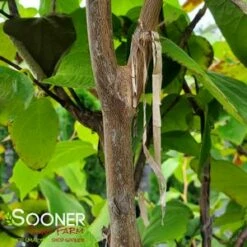 FRAGRANT SNOWBELL 11 FRAGRANT SNOWBELL -plant sale shop DETA2 3762