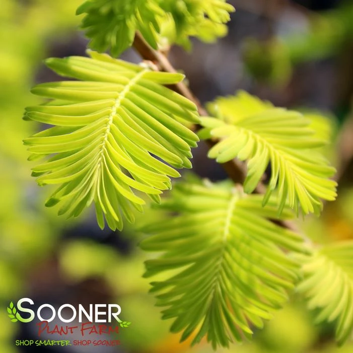 GOLD RUSH DAWN REDWOOD 4 GOLD RUSH DAWN REDWOOD - Image 2