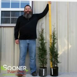 FULL SPEED A HEDGEĀ® ARBORVITAE