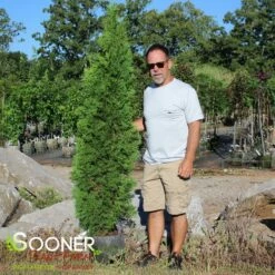 SKYWALKER™ ARBORVITAE -plant sale shop DETA2 3933