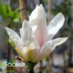 DAYBREAK MAGNOLIA -plant sale shop DETA2 4073