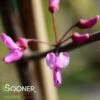 FLAME THROWER® REDBUD -plant sale shop DETA2 4074