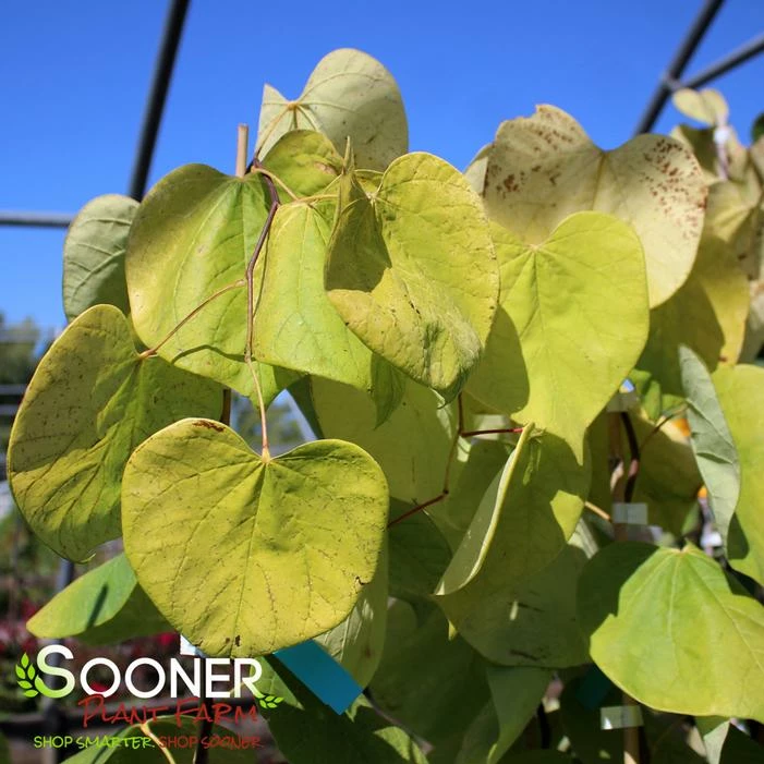 GOLDEN FALLS® WEEPING REDBUD 4 GOLDEN FALLS® WEEPING REDBUD - Image 2