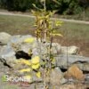 PRAIRIE SENTINEL® HACKBERRY -plant sale shop DETA2 4266