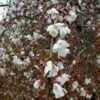SNOW FOUNTAIN WEEPING FLOWERING CHERRY -plant sale shop DETA2 433