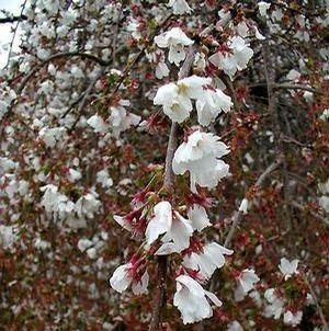 SNOW FOUNTAIN WEEPING FLOWERING CHERRY 3 SNOW FOUNTAIN WEEPING FLOWERING CHERRY