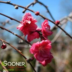 PINK CASCADE WEEPING ORNAMENTAL PEACH -plant sale shop DETA2 4342