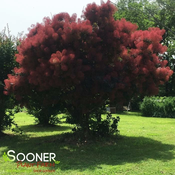 ROYAL PURPLE SMOKETREE 4 ROYAL PURPLE SMOKETREE - Image 2