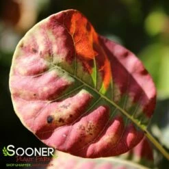 GOLDEN SPIRIT SMOKETREE 9 GOLDEN SPIRIT SMOKETREE -plant sale shop DETA2 437