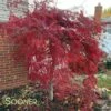 CRIMSON QUEEN WEEPING JAPANESE MAPLE -plant sale shop DETA2 46