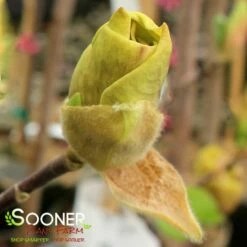 JUDY ZUK MAGNOLIA 13 JUDY ZUK MAGNOLIA -plant sale shop DETA2 4696