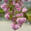 WEEPING EXTRAORDINAIRE™ FLOWERING CHERRY 1 WEEPING EXTRAORDINAIRE™ FLOWERING CHERRY -plant sale shop DETA2 4734