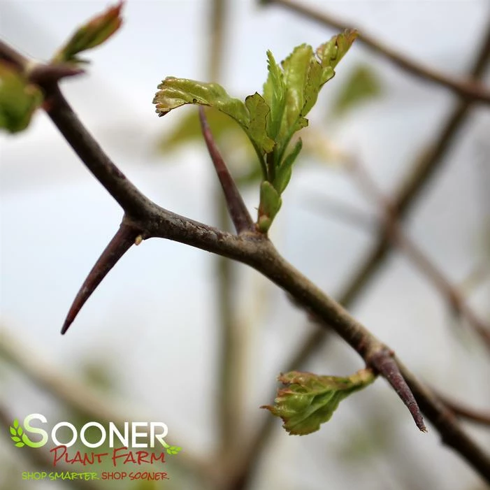 WINTER KING GREEN HAWTHORN 3 WINTER KING GREEN HAWTHORN
