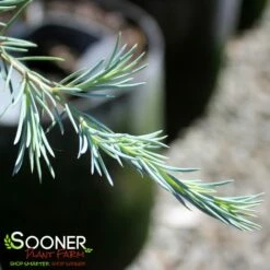 KARL FUCHS DEODAR CEDAR -plant sale shop DETA2 4756