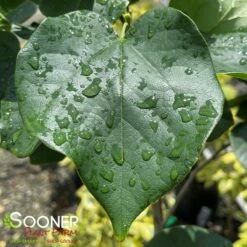 WHITE CHINESE REDBUD -plant sale shop DETA2 4777