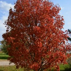 LAVABURST® OHIO BUCKEYE -plant sale shop DETA2 4788