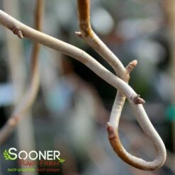 ZYDECO TWIST BLACKGUM 8 ZYDECO TWIST BLACKGUM -plant sale shop DETA2 4799