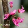 TENNESSEE PINK REDBUD 2 TENNESSEE PINK REDBUD -plant sale shop DETA2 4802