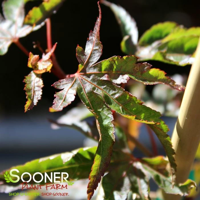 HUBBLE'S SUPER CORK UPRIGHT JAPANESE MAPLE 3 HUBBLE'S SUPER CORK UPRIGHT JAPANESE MAPLE