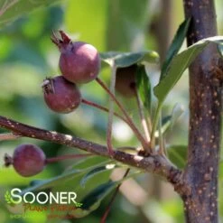 PURPLE PRINCE CRABAPPLE -plant sale shop DETA2 4905