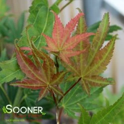 GREEN ELF DWARF UPRIGHT JAPANESE MAPLE
