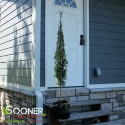 TAYLOR JUNIPER - FORMAL STYLE -plant sale shop DETA2 5085