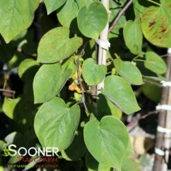 CASCADING HEARTS WEEPING REDBUD