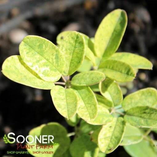 VARIEGATED CHOCOLATE VINE 2 VARIEGATED CHOCOLATE VINE -plant sale shop DETA2 5138