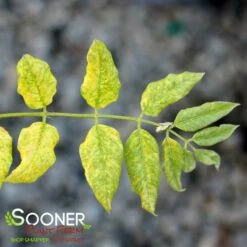 plant sale shop 39 MON NISHIKI VARIEGATED JAPANESE WISTERIA