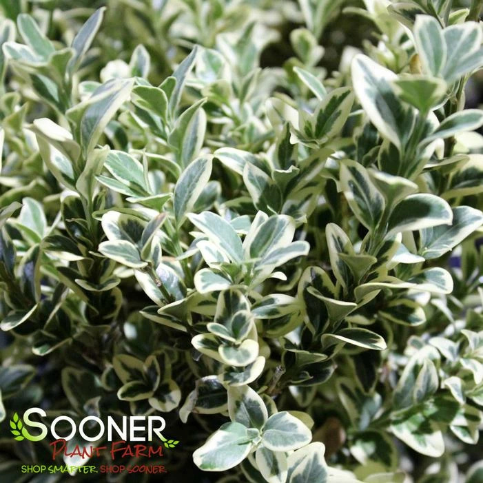 VARIEGATED ENGLISH BOXWOOD 6 VARIEGATED ENGLISH BOXWOOD - Image 4