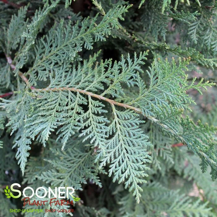 MURRAY LEYLAND CYPRESS 4 MURRAY LEYLAND CYPRESS - Image 2