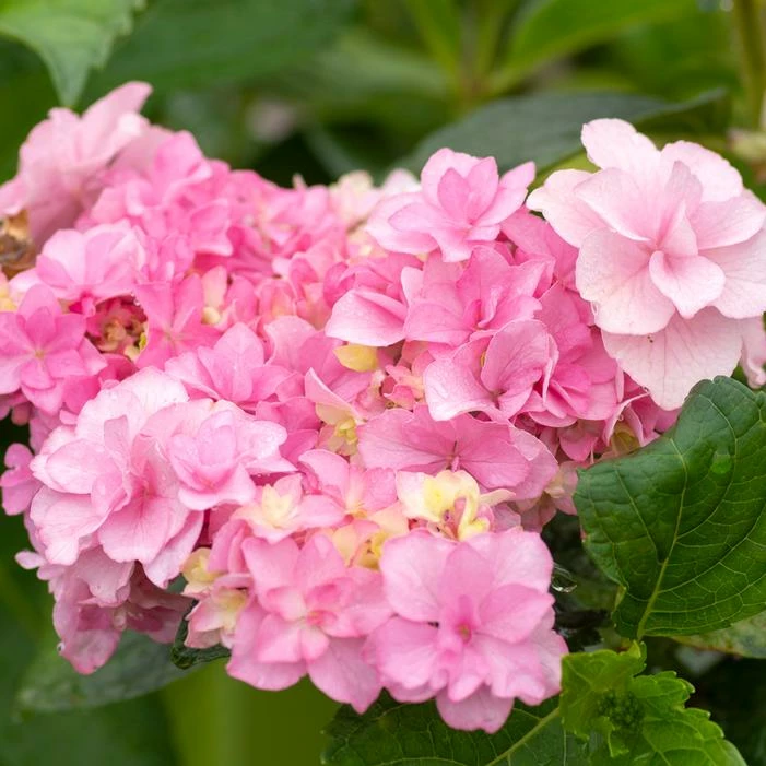 FELICITY™ HYDRANGEA 4 FELICITY™ HYDRANGEA - Image 2