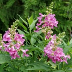 EL NIÑO™ CHITALPA 6 EL NIÑO™ CHITALPA -plant sale shop DETA2 5268