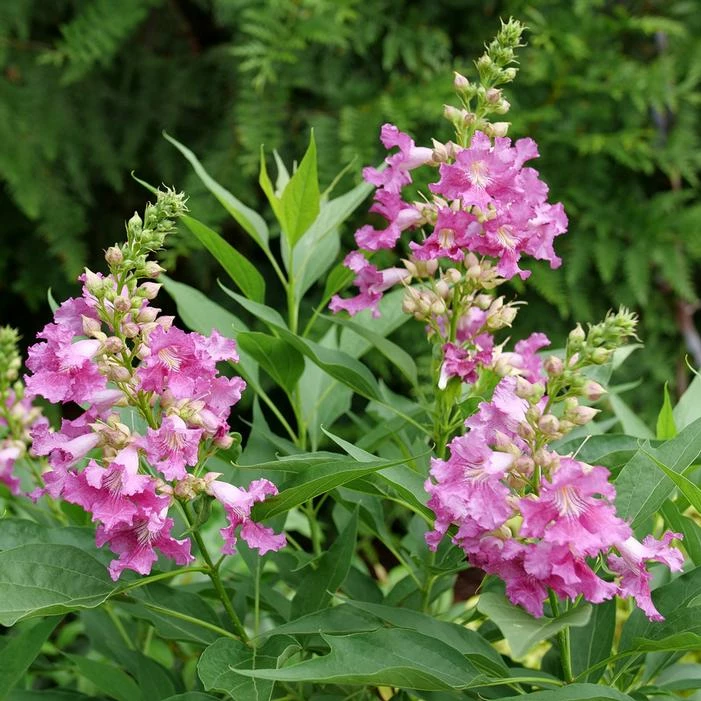 EL NIÑO™ CHITALPA 4 EL NIÑO™ CHITALPA - Image 2